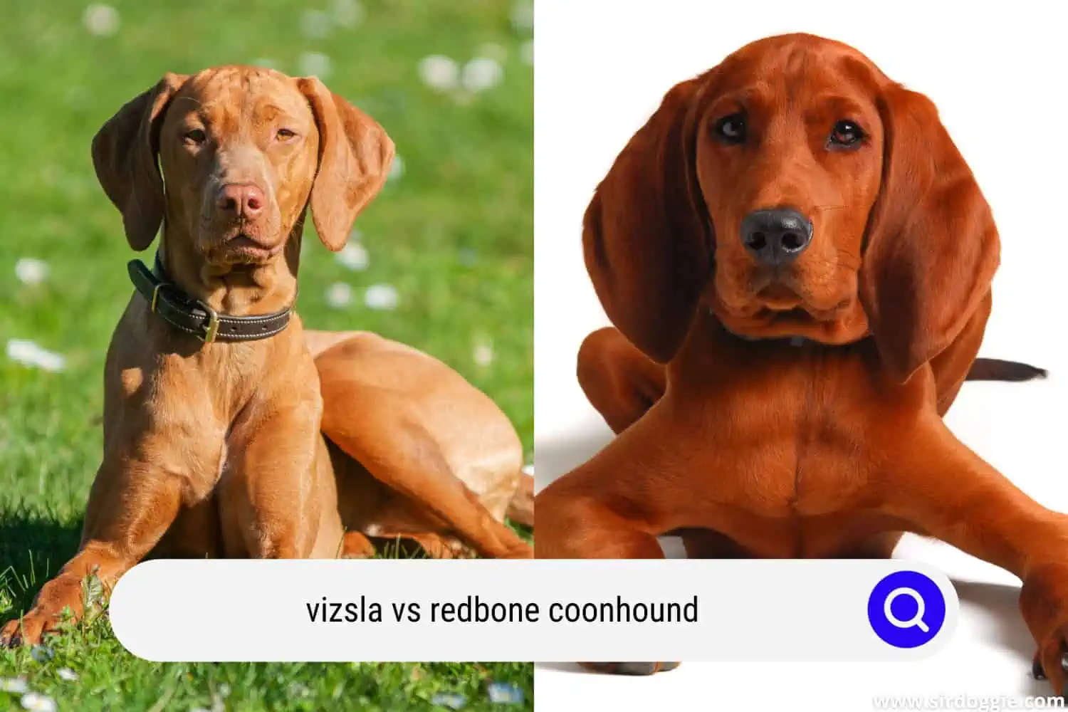 vizsla vs redbone coonhound