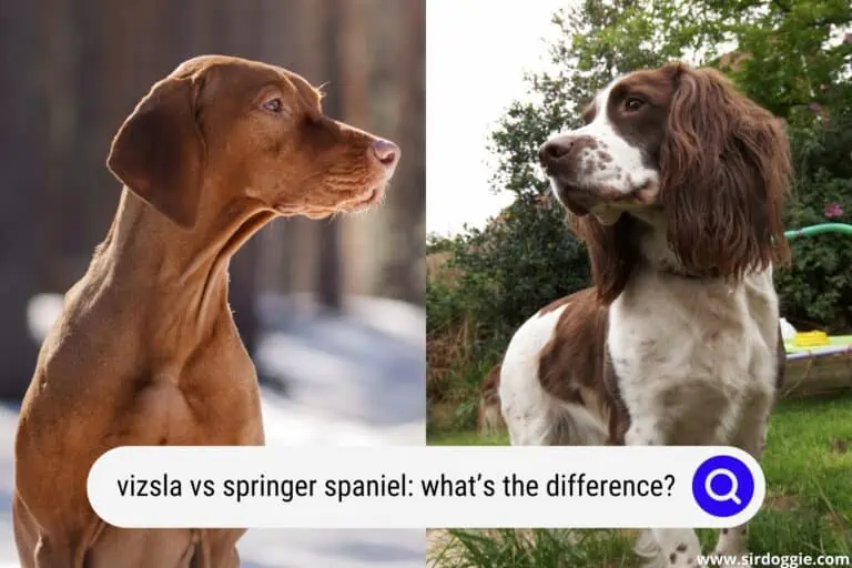 Vizsla vs Springer Spaniel: What’s the Difference?