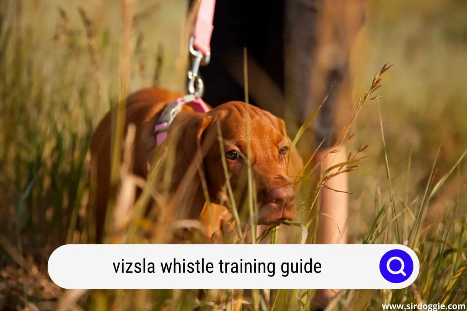 vizsla whistle training guide