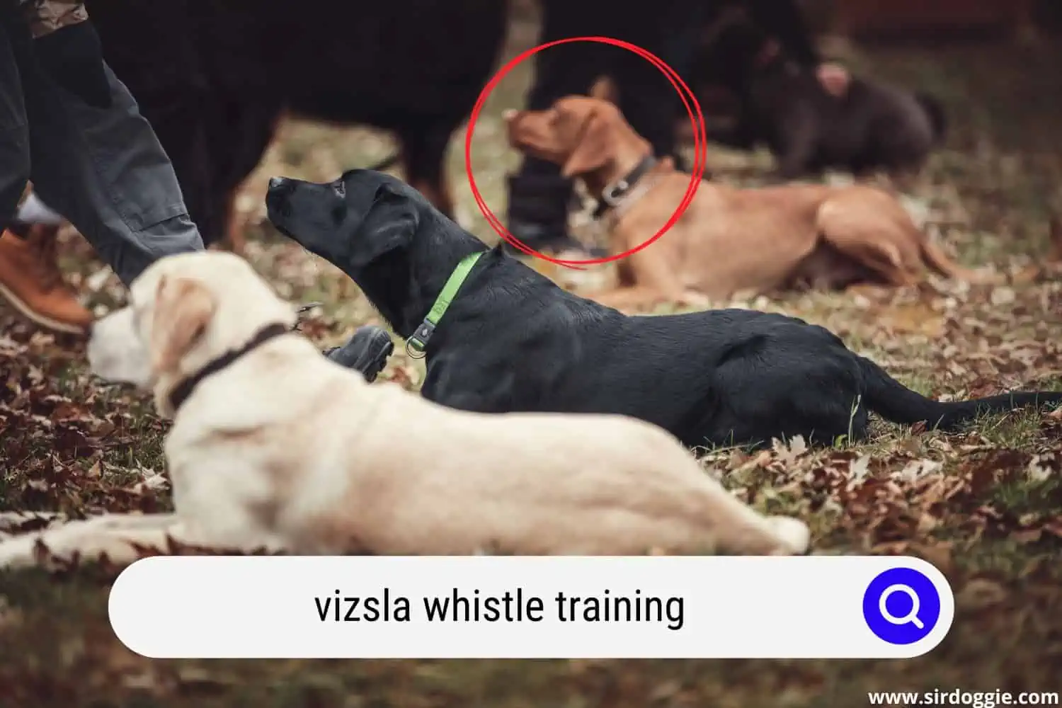 Vizsla on training with other dogs