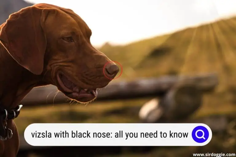Vizsla with Black Nose – All You Need to Know