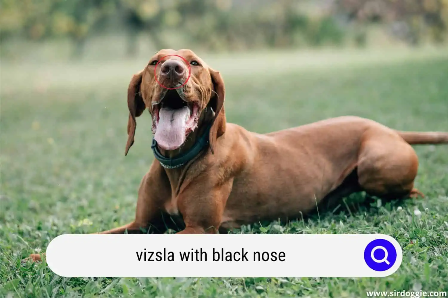 vizsla with black nose