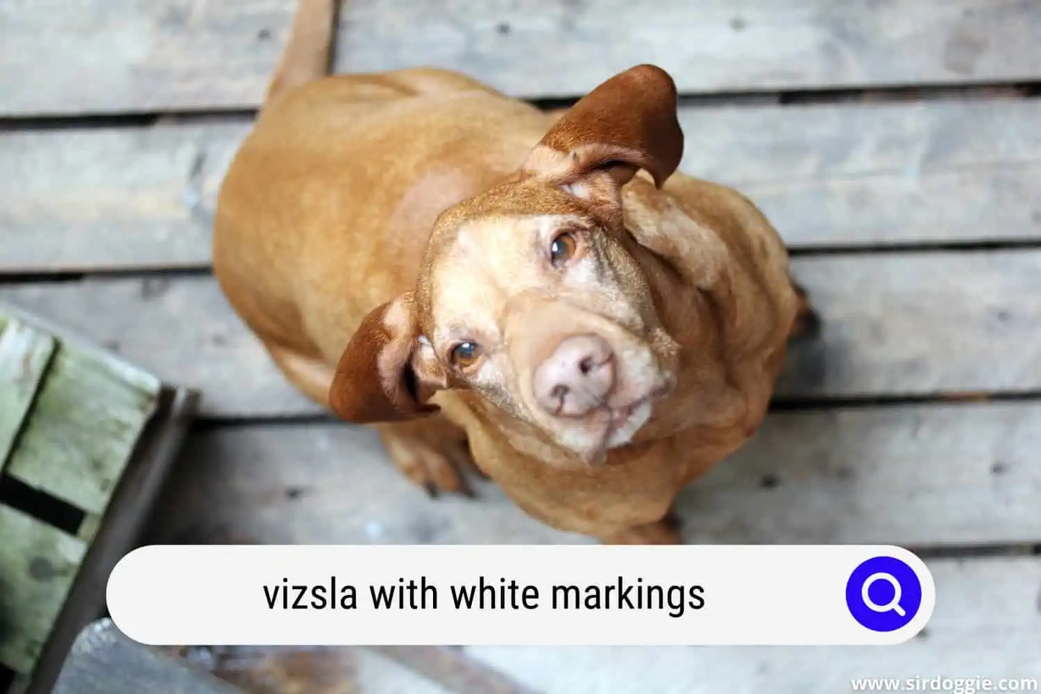 vizsla with white markings