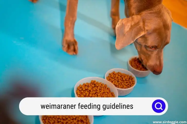 Weimaraner Feeding Guidelines