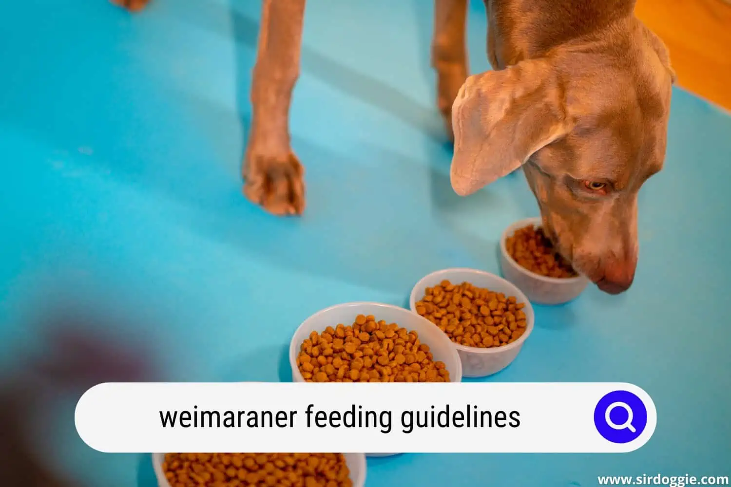 weimaraner feeding guidelines