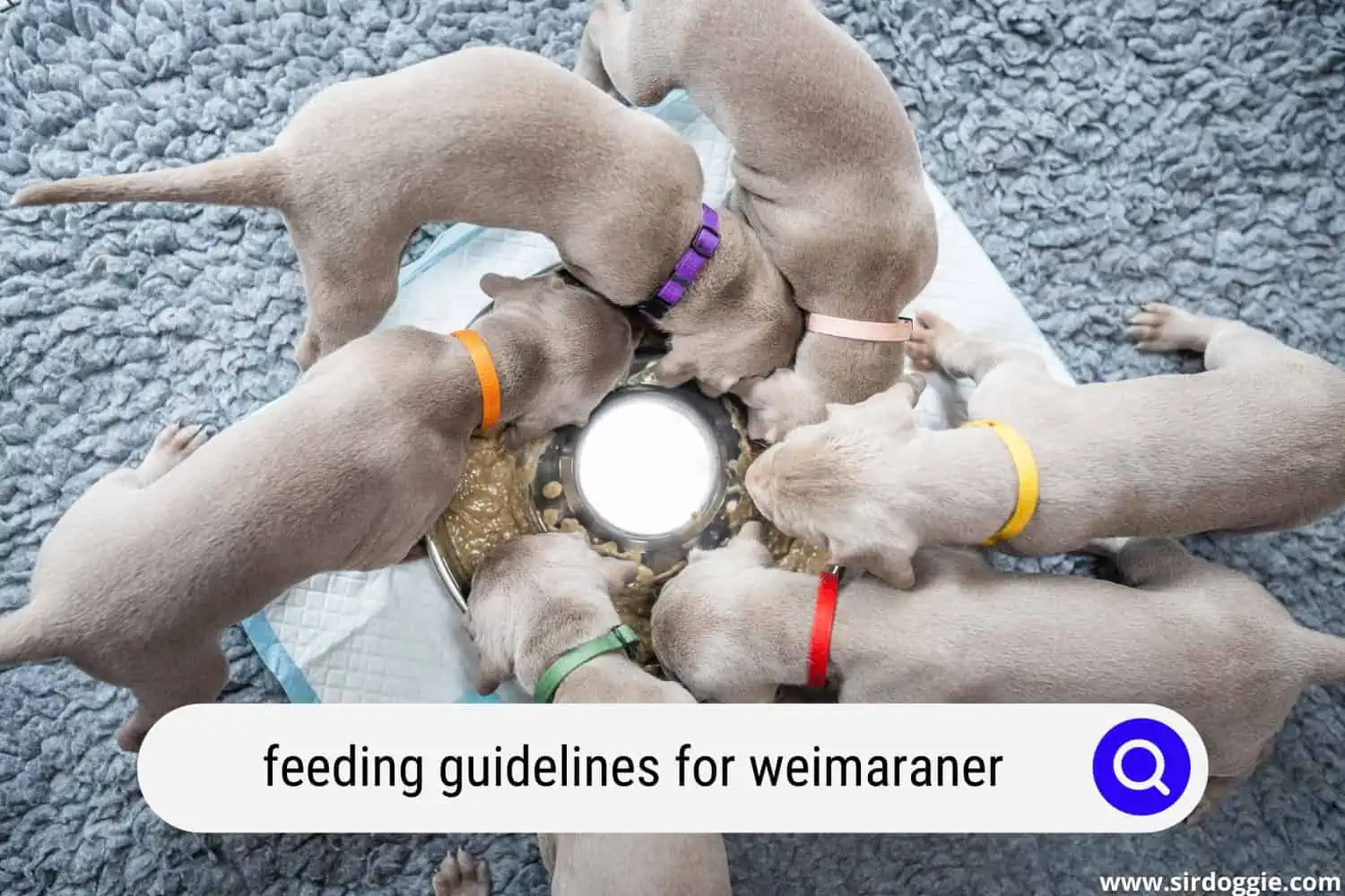 Feeding Weimaraner puppies
