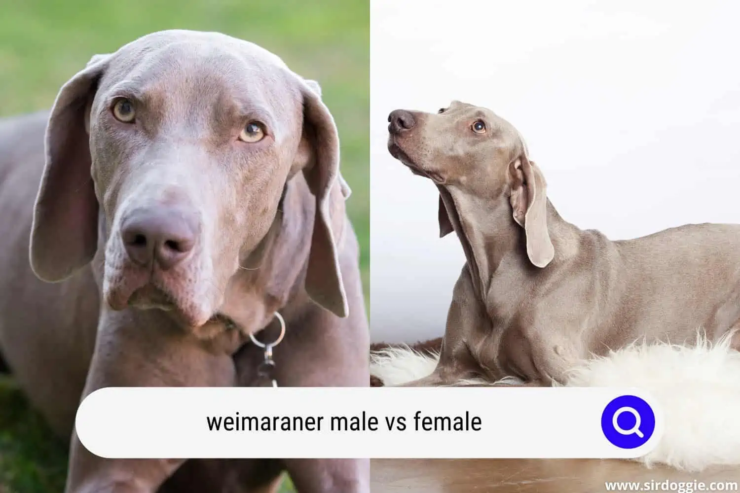 weimaraner male vs female