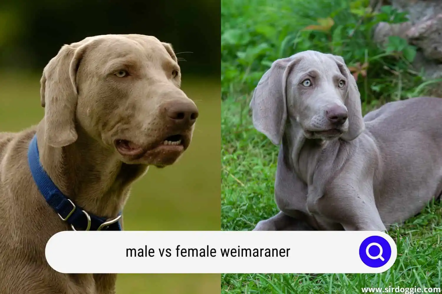 male vs female weimaraner