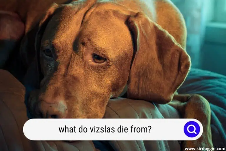 What Do Vizslas Die from?
