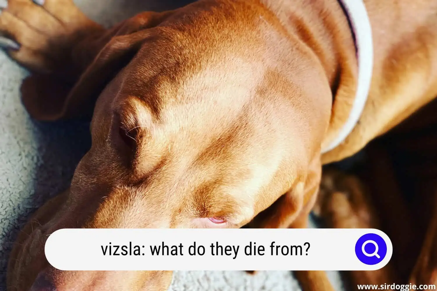 A dying Vizsla dog