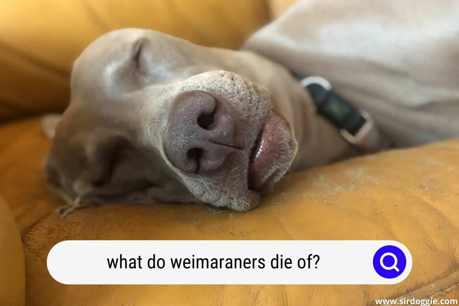 what do weimaraners die of