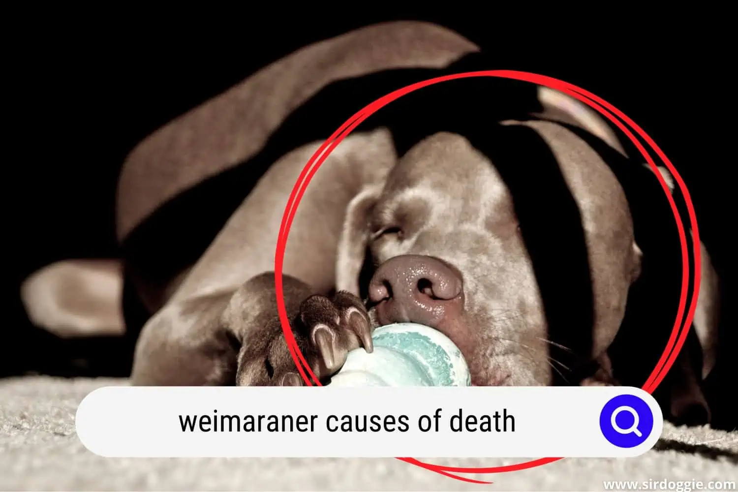 Sick Weimaraner dog
