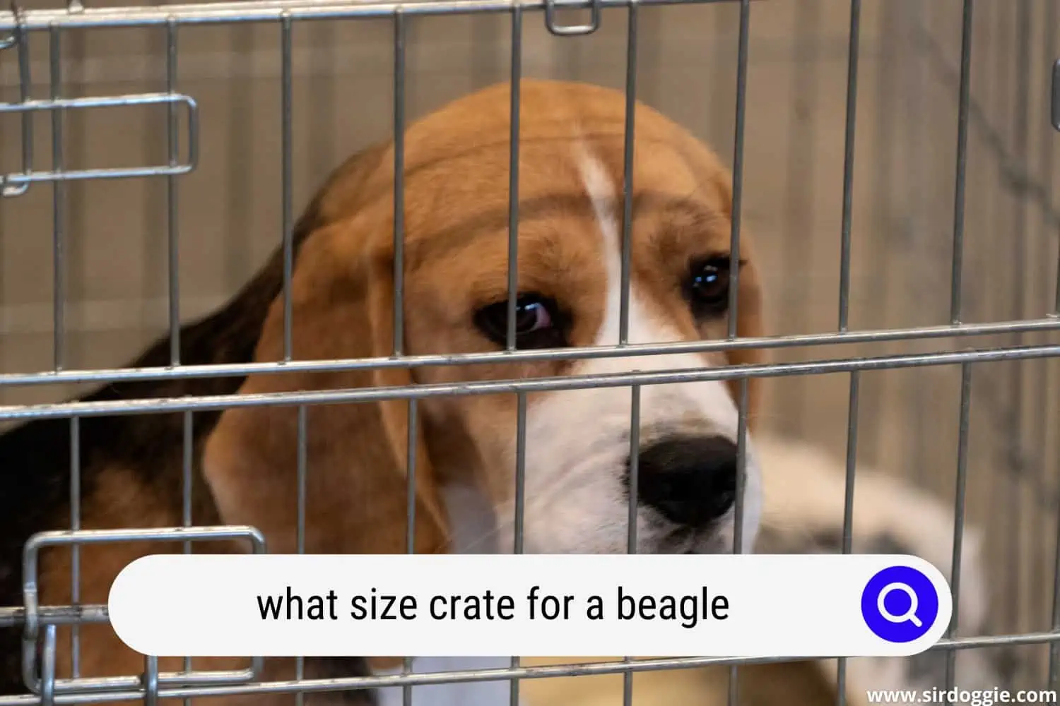 what size crate for a beagle