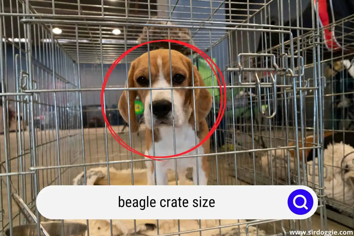 Beagle dog inside a crate