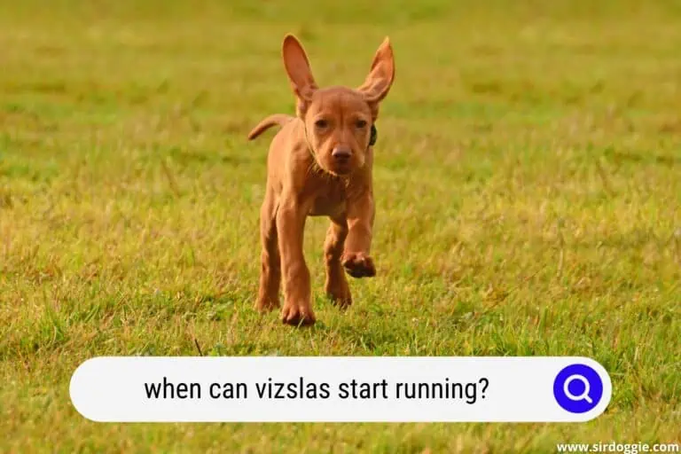 When Can Vizslas Start Running?