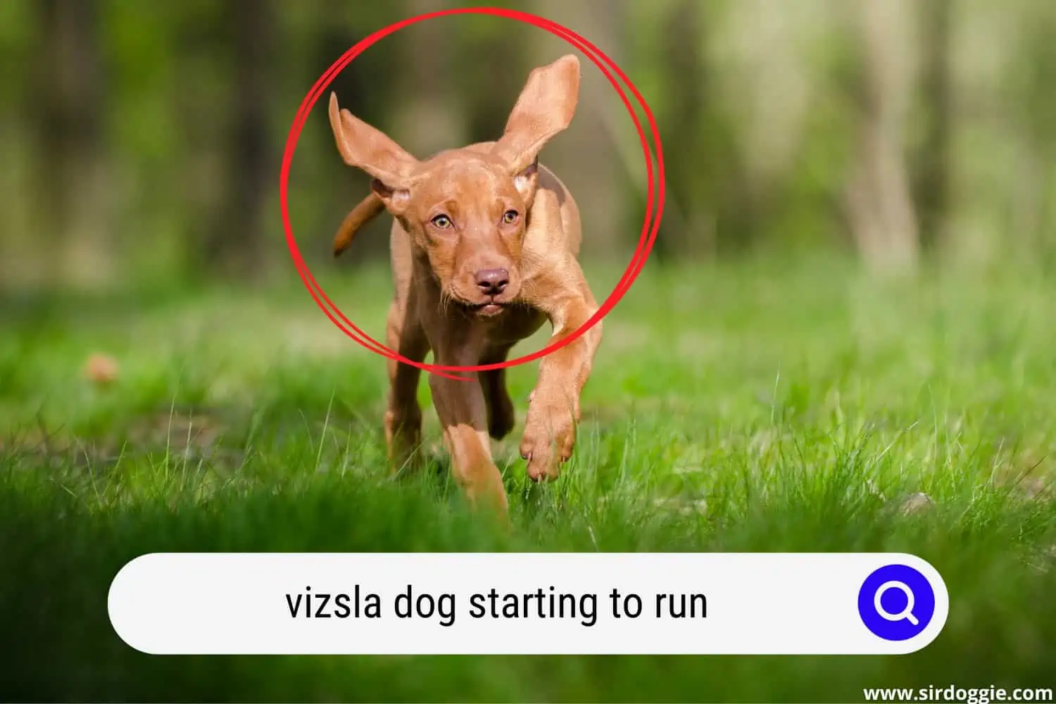 A Vizsla dog starting to run