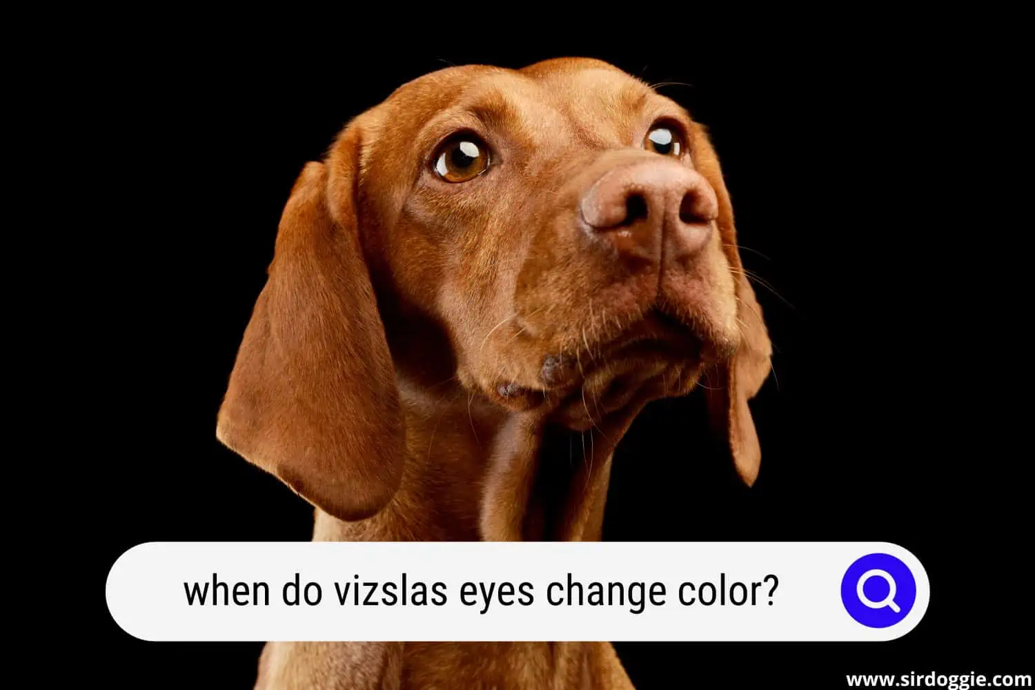 when do vizslas eyes change color