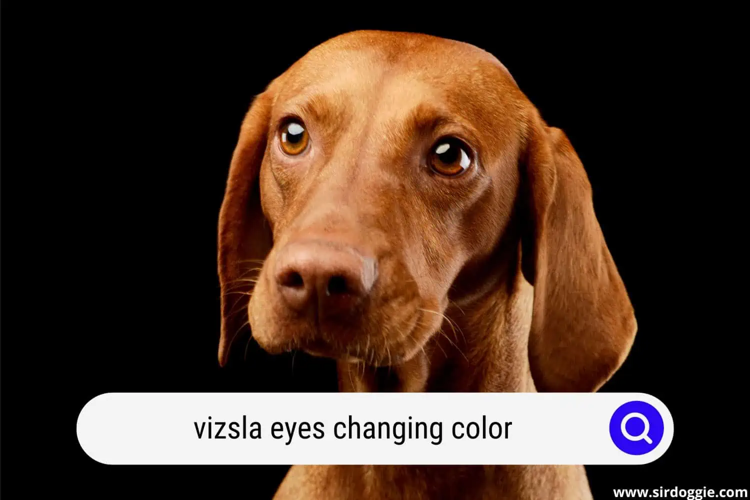 Vizsla dog with tantalizing eyes
