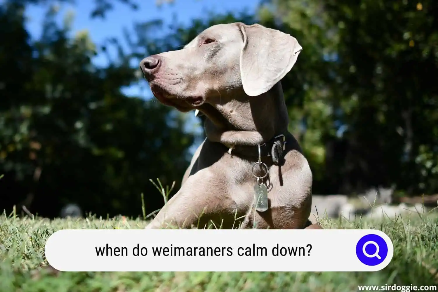 when do weimaraners calm down