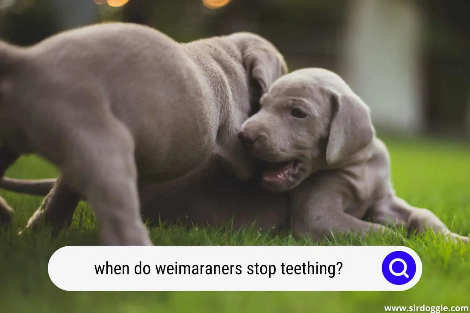 when do weimaraners stop teething