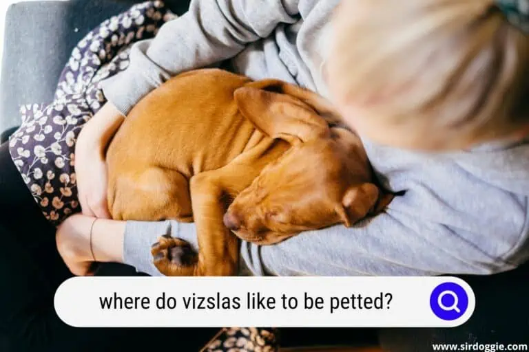Where Do Vizslas Like to Be Petted?