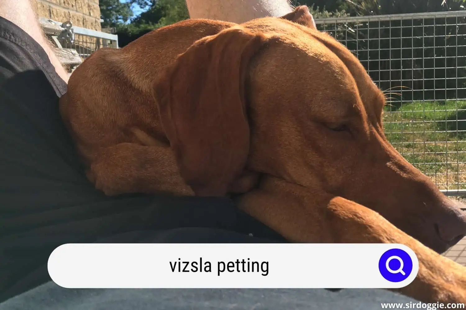 Vizsla dog sleeping on top of its owner