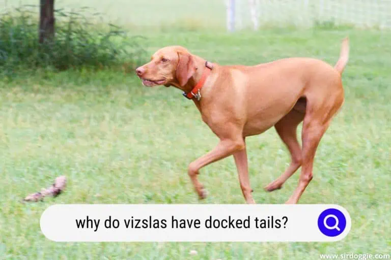 Why Do Vizslas Have Docked Tails?