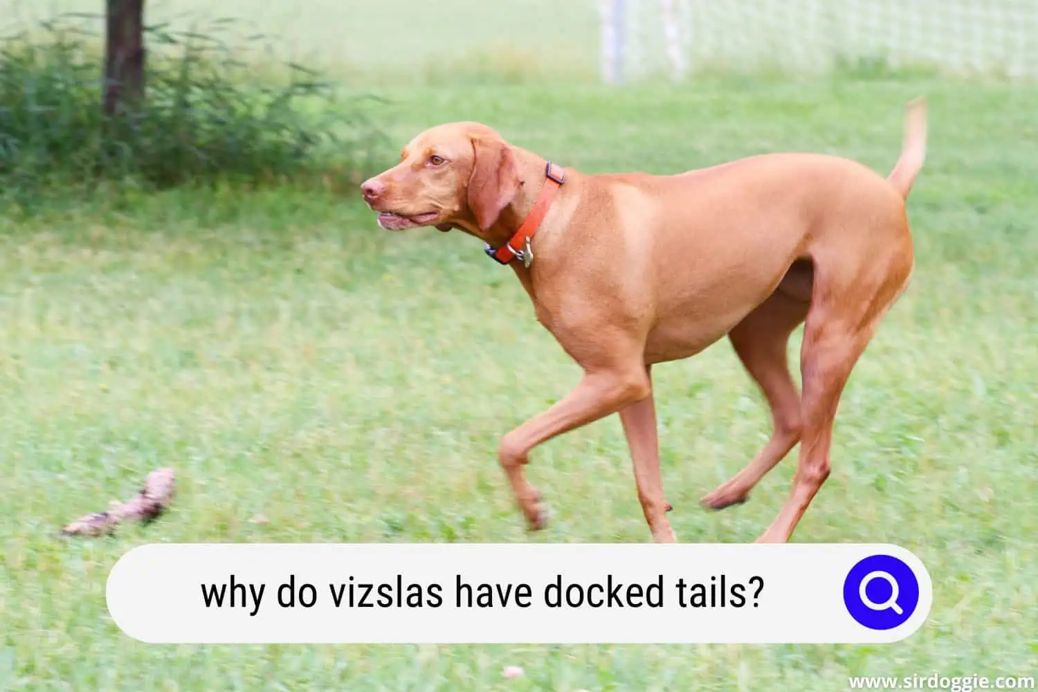 why do vizslas have docked tails