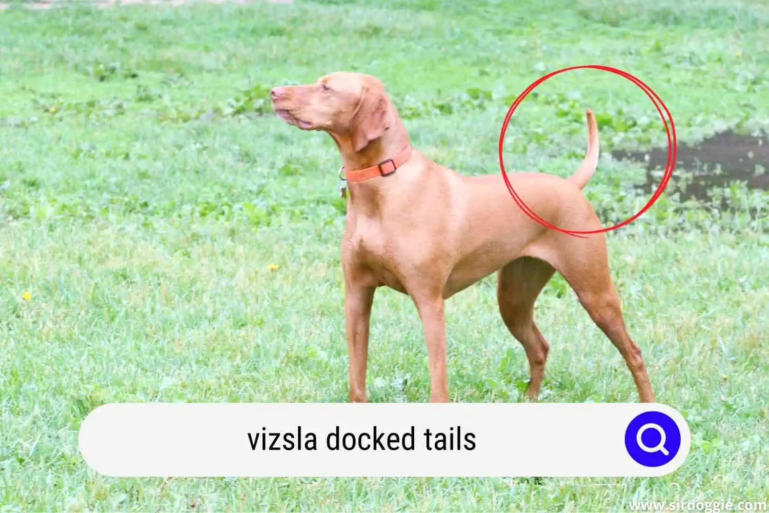 Vizsla docked tail