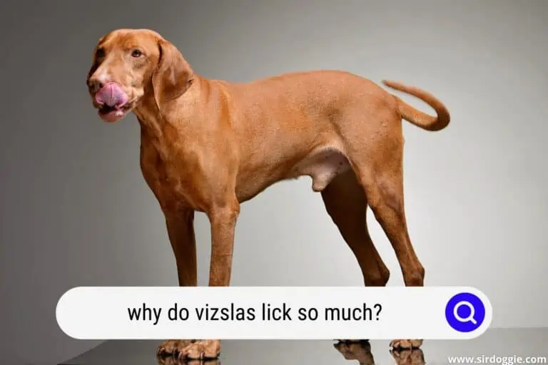 Why Do Vizslas Lick So Much?