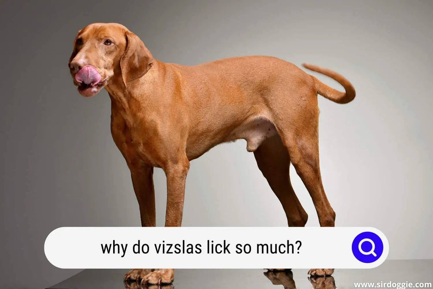 why do vizslas lick so much