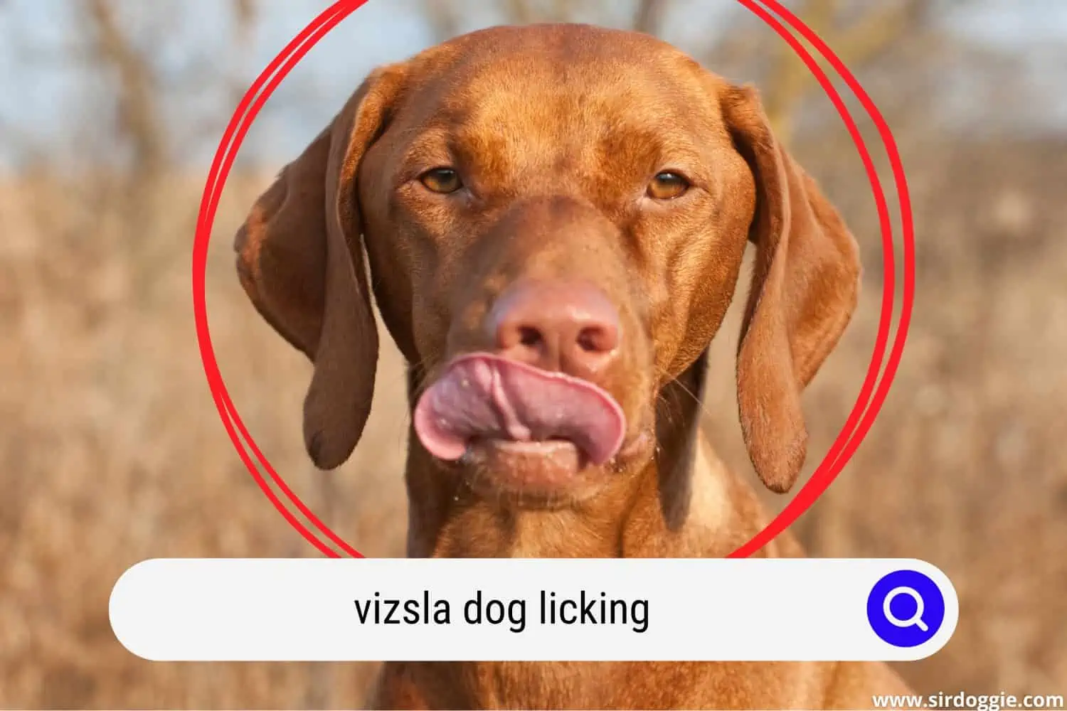 Vizsla dog licking