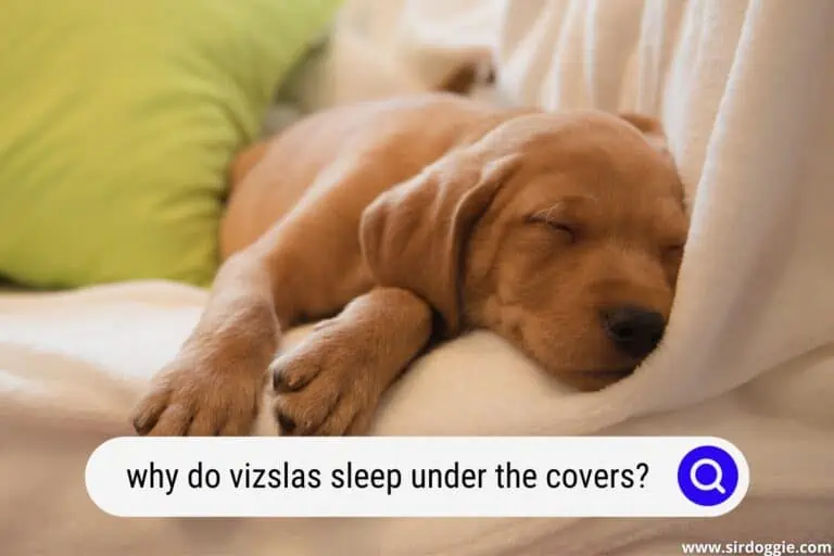 Why Do Vizslas Sleep Under the Covers?