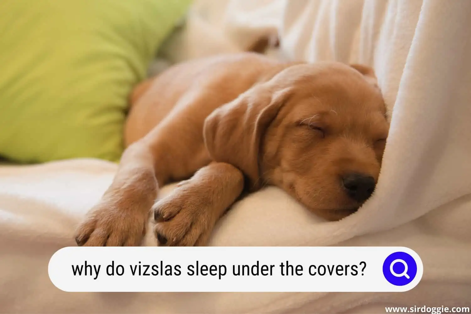 why do vizslas sleep under the covers
