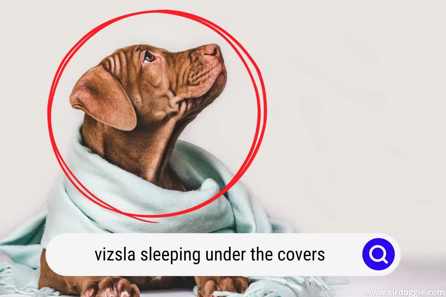 Vizsla puppy covered with light blue blanket