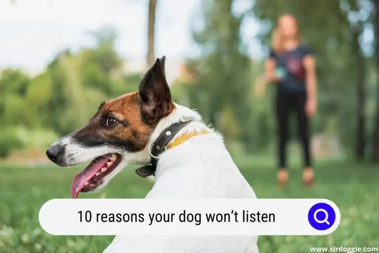 10 Reasons Your Dog Won’t Listen (+7 Ways To Help)