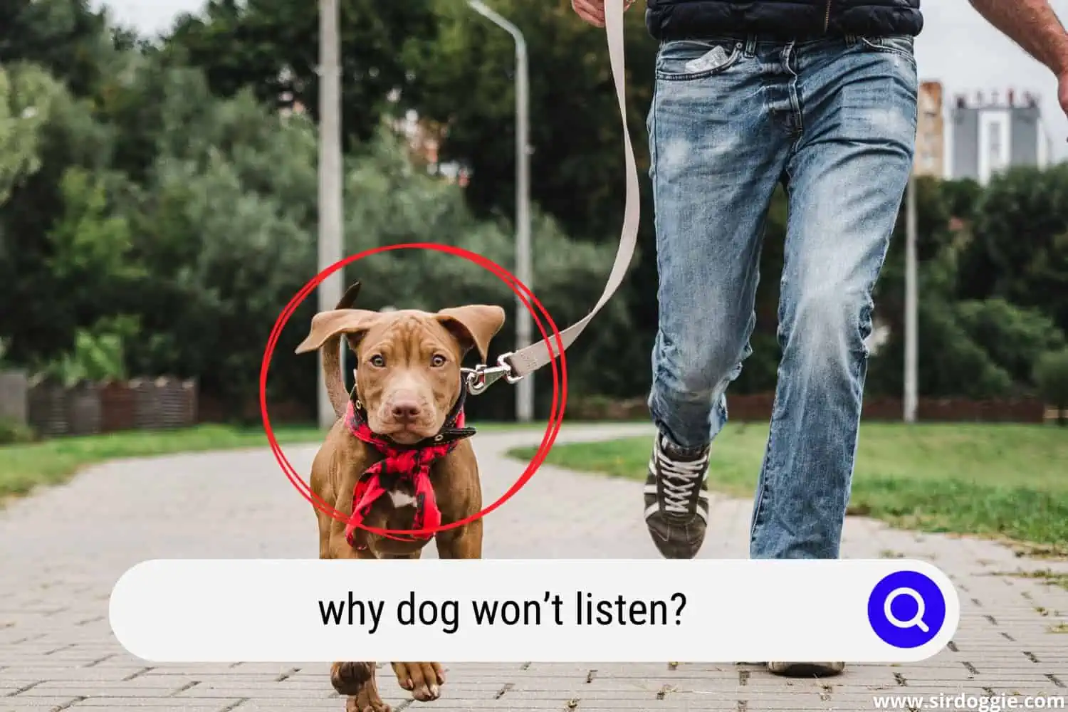 why dog wont listen