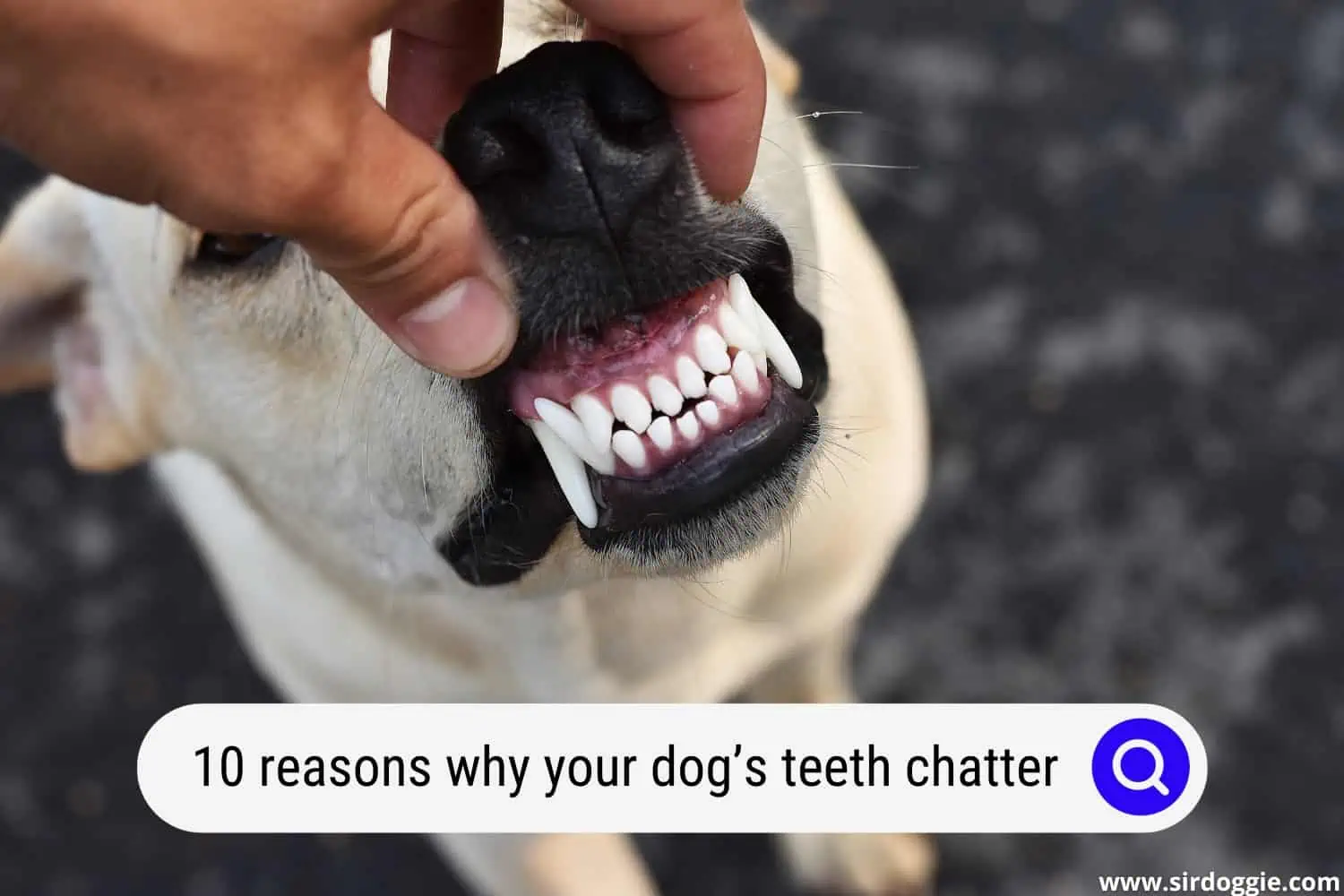 why dogs teeth chatter