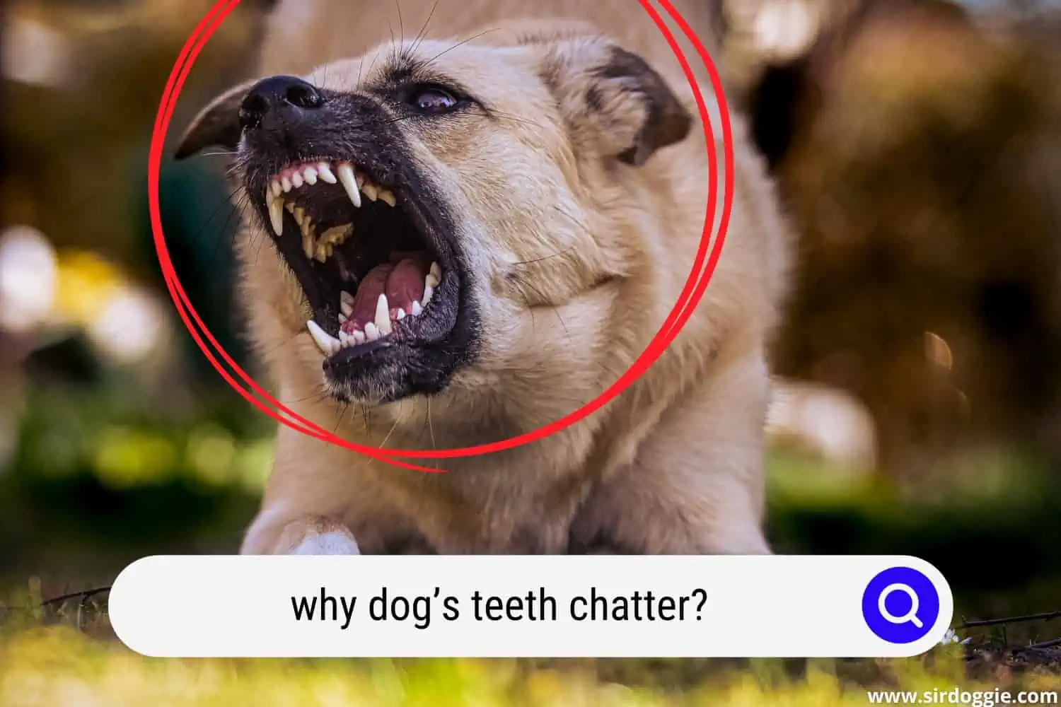 Dog's teeth chattering