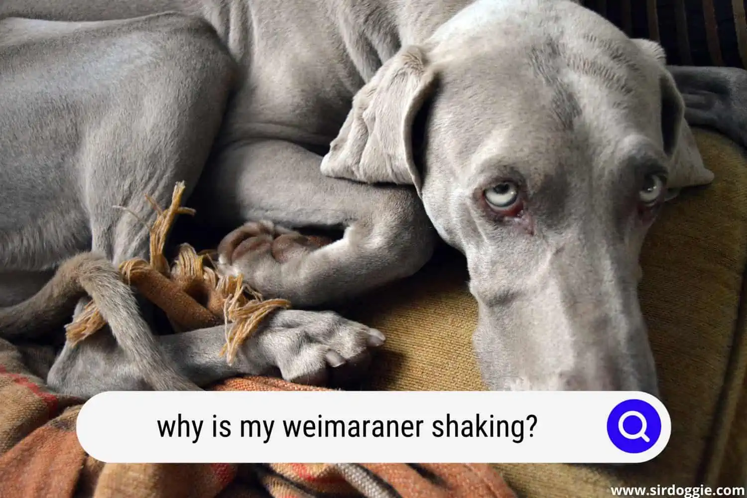 why is my weimaraner shaking