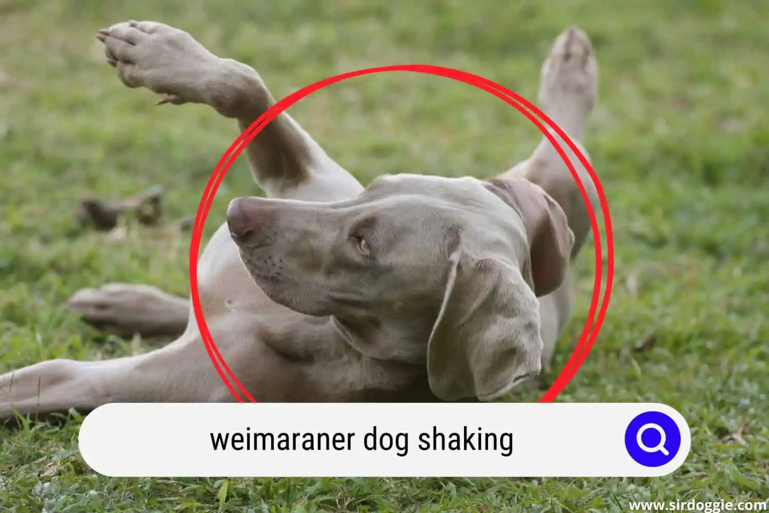 Weimaraner shaking on the field after exercise