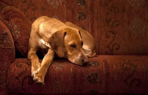 Vizsla dog sleeping in couch