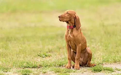 Vizsla dog sitting in the field