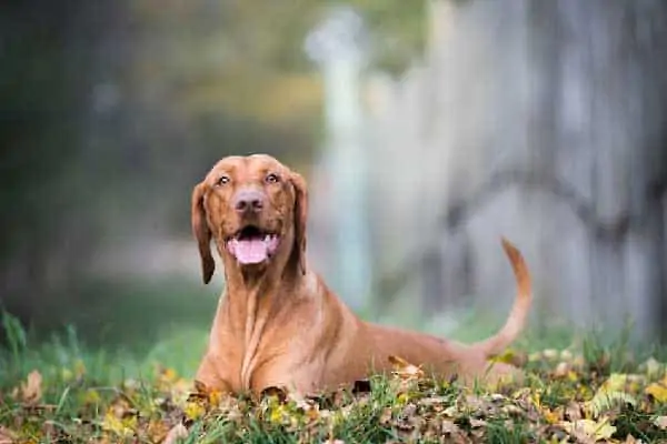 Vizsla dog lying in the grass 