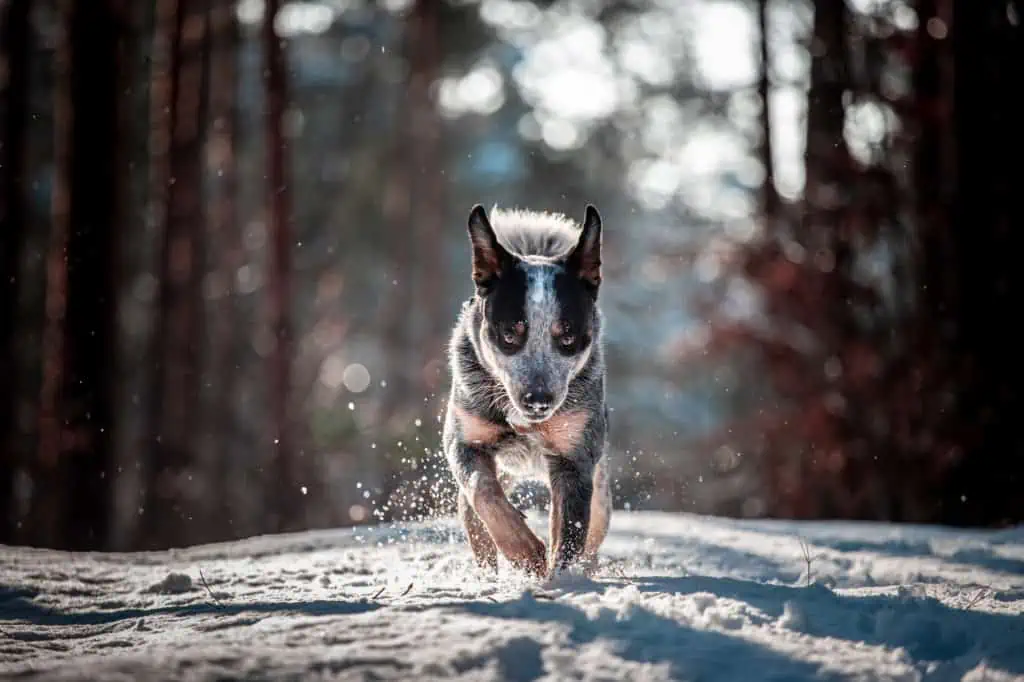 Well brushed running australian cattle dog, on free walk in forest on snow