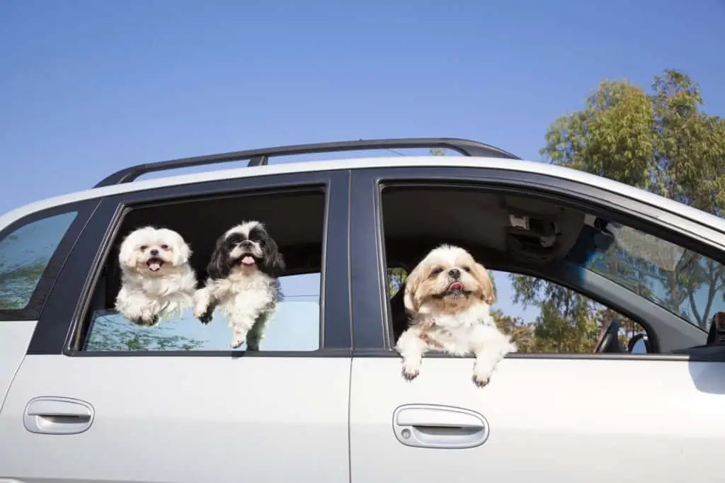 Shih Tzu's in car looking out window
