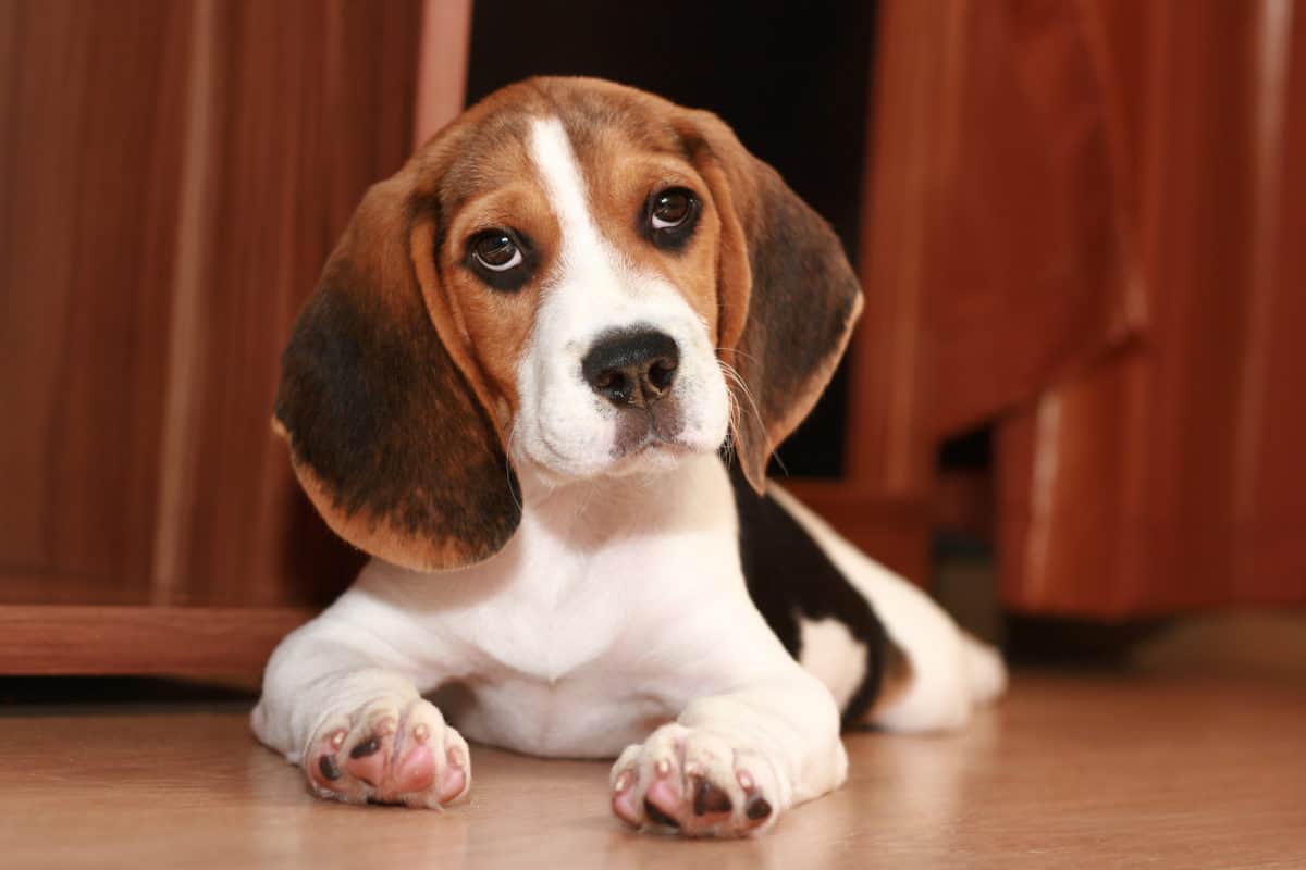 Beagle with tilted head as owner gets ready to brush him