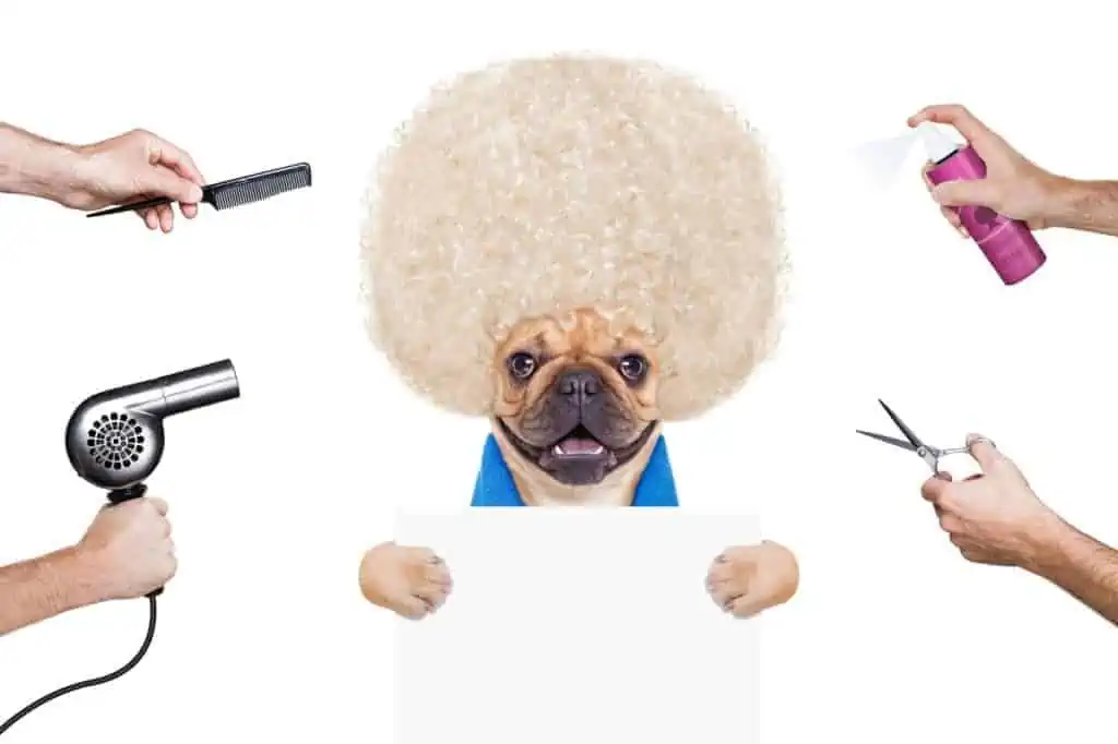 Top 3 Dog Brushes for French Bulldogs