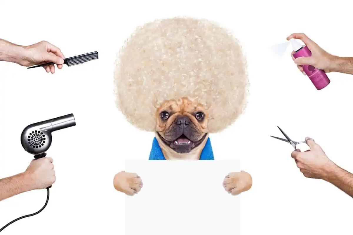 french bulldog being groomed by brush and other dog grooming tools