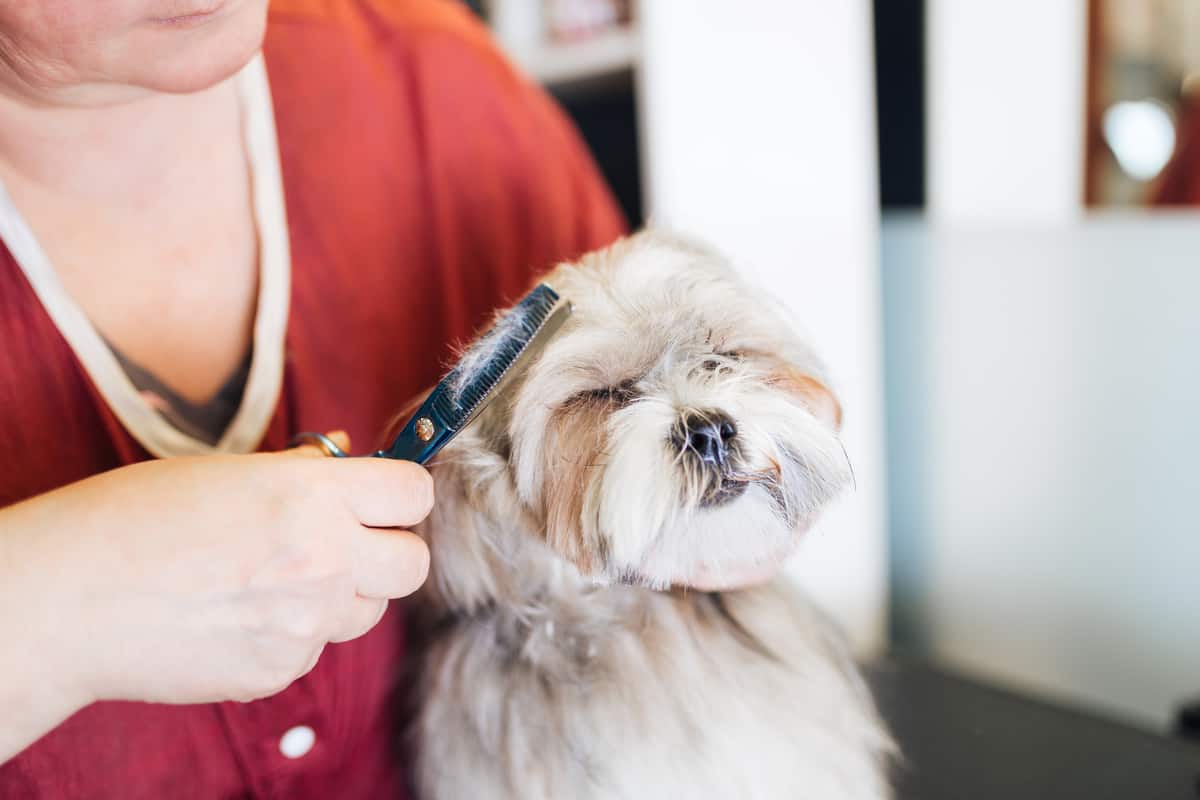 Best Dog Clippers for Lhasa Apso